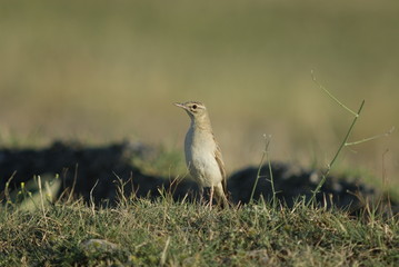Brachpieper (Anthus campestris)