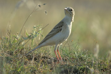 Brachpieper (Anthus campestris)