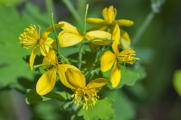 celandine flower macro