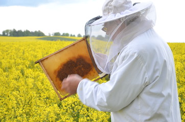 doświadczony pszczelarz pracujący na polu kwitnącego rzepaku 