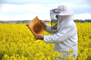 doświadczony pszczelarz pracujący na polu kwitnącego rzepaku 