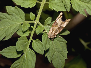 a double square spot moth