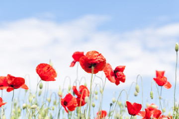 Poppies strain after the sky