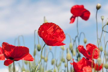 Obraz premium Poppy meadow