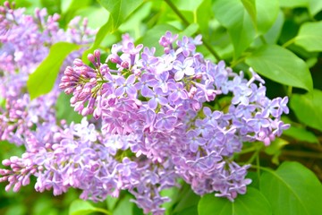 Blumen im Frühling - Fiederblüte