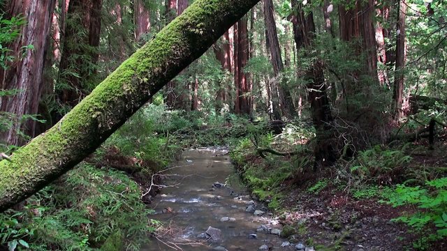 Creek at the thicket of Muir Woods National Monument.