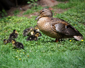 Duck with her Babies