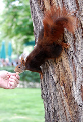 Squirrel Taking a Nut