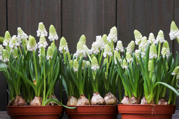 White grape hyacinth (Muscari) in pot against wooden board