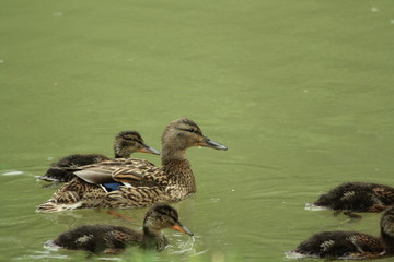 Famille de canard colvert (Anas platyrhynchos)