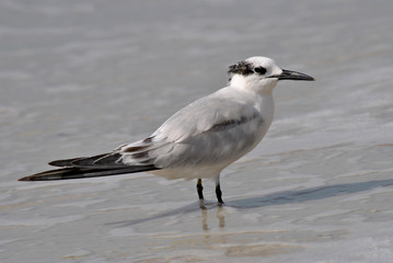Gull-billed Tern