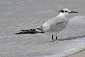 Gull-billed Tern