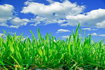 Young shoots of grain on the background of the blue sky