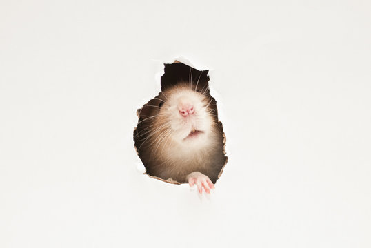 ratto