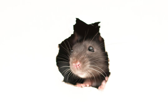ratto