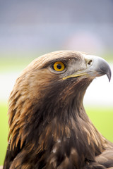 Fototapeta premium Adler