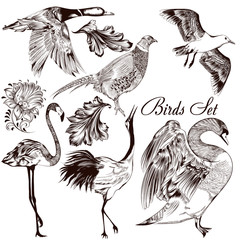Naklejka premium Collection of vector detailed hand drawn birds