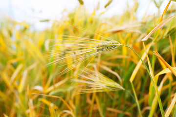Fototapeta premium Close up of ripe wheat ears