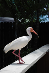 White Ibis Latin name Eudocimus albus