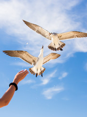 Feeding birds