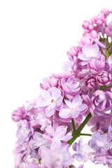 Beautiful lilac flowers on white background