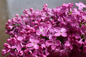 Fototapeta na wymiar Beautiful lilac flowers, on grey background