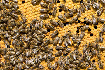  bees on honeycells