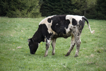 dirty cow grazed on a meadow
