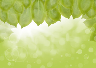 Background of green leaves, summer or spring season