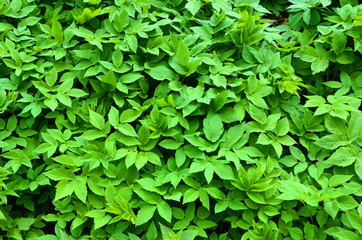 abstract background of goutweed, top view