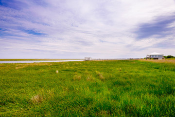 Louisiana marsh