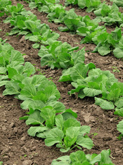 Vegetables growing on a field in summer