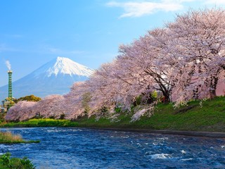 Fuji with Cherry Blossoms at the river