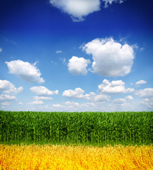 corn and wheat field against blue sky © Željko Radojko