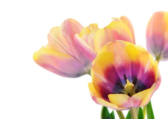 Yellow and purple tulips