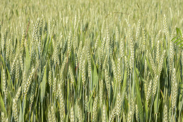 Obraz premium Il grano sta crescendo