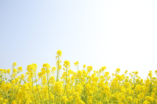 菜の花畑