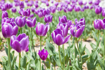 紫のチューリップ畑