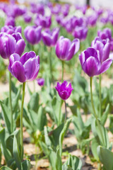 紫のチューリップ畑