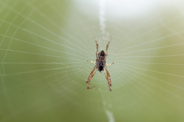 Garden orb spider from below
