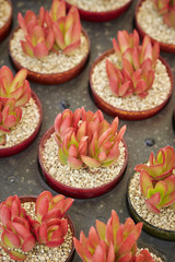 Cactus set
