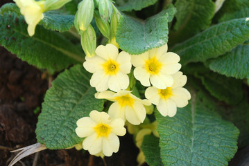 Bright yellow flowers primrose in the garden in spring