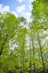 Obraz premium 新緑の木々