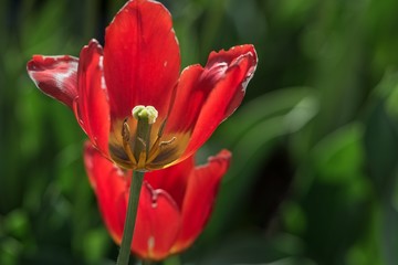 Rote Tulpe