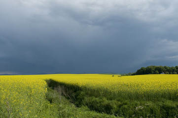 canola field against stormy sky