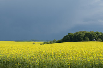 canola field and stormy sky