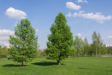 Fototapeta na wymiar Two fir-trees in city park in a sunny day
