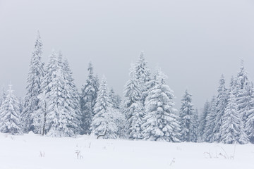 winter forest, Czech Republic