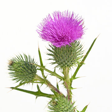 Mariendistel - Silybum marianum