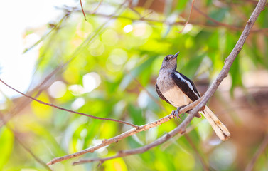 black  and white bird plumage on branch of nature